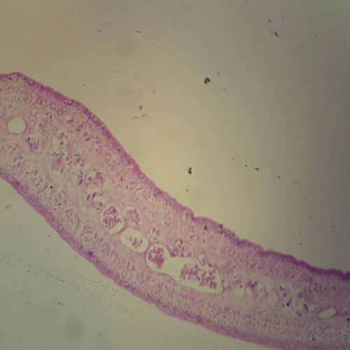 Taenia saginata Mature Proglottid, c.s. 7 µm H&E Microscope Slide