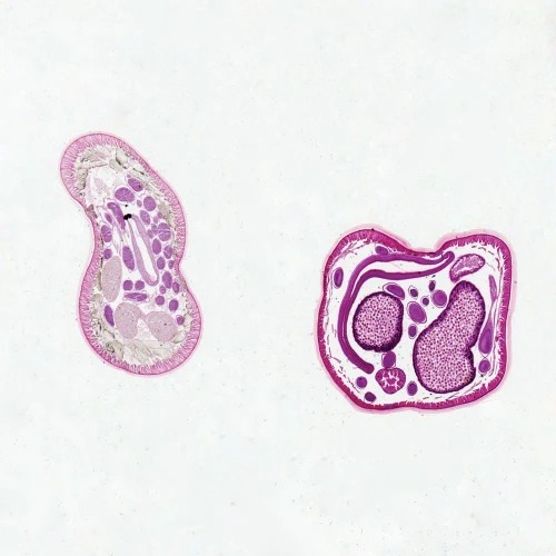 Ascaris suum Male and Female Slide, c.s., 8-10 µm, H&E