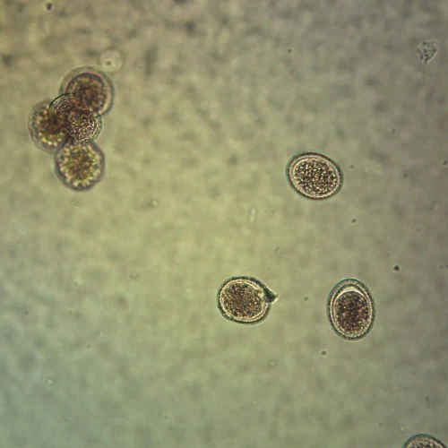 Ascaris lumbricoides Eggs, w.m. Microscope Slide