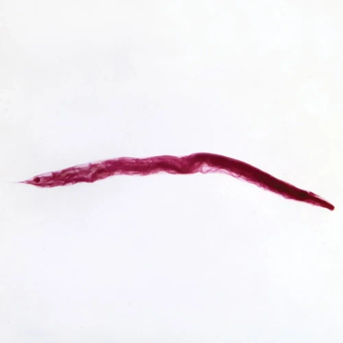 Enterobius vermicularis, w.m. Microscope Slide