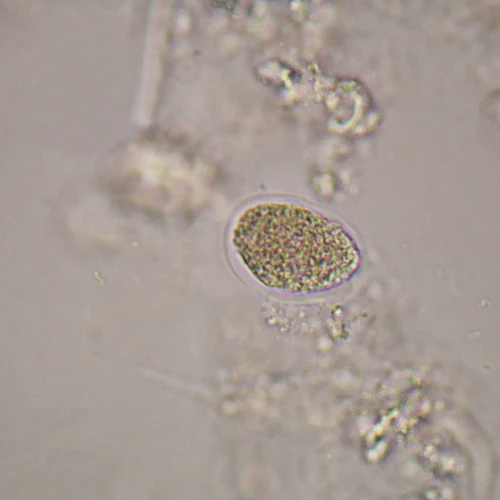Necator americanus Eggs, w.m. Microscope Slide