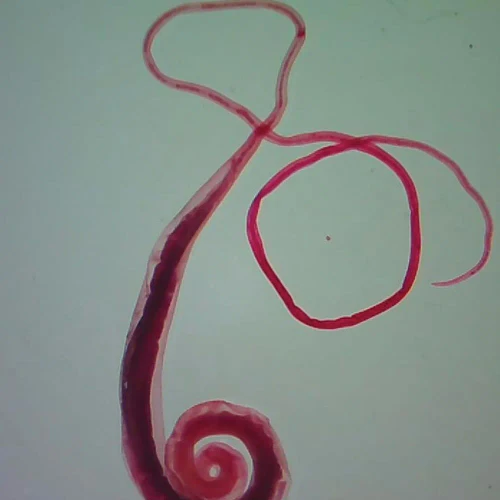 Trichuris trichiura, w.m. Microscope Slide