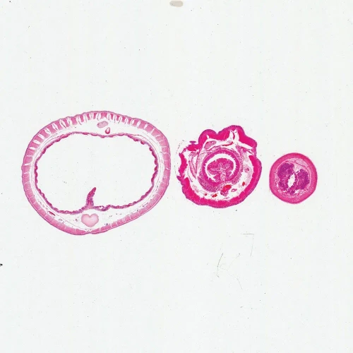 Earthworm Composite, c.s.10 µm, H&E Microscope Slide