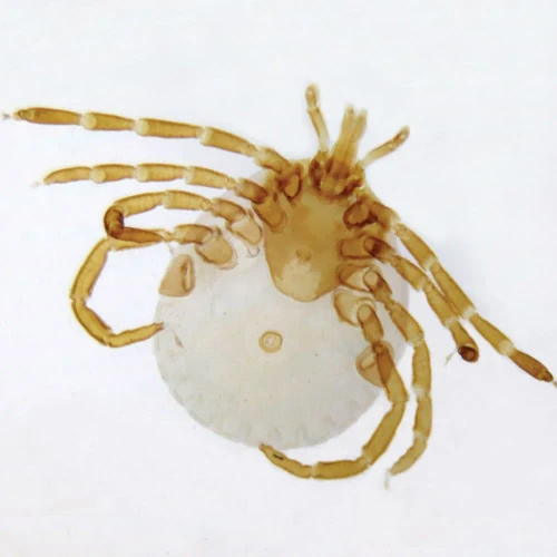 Amblyomma americanum (Lone Star Tick), w.m. Microscope Slide