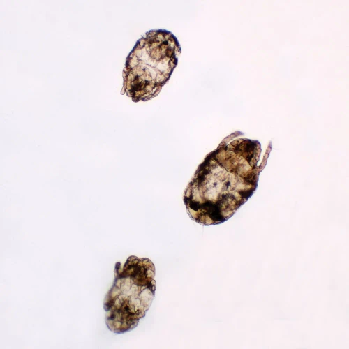 Dust Mites, w.m., Individual Microscope Slide