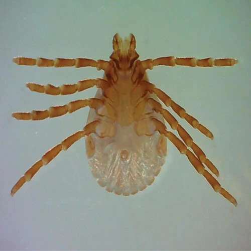 Rhipicephalus sanguineus, w.m. Microscope Slide