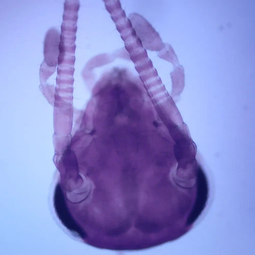 Cockroach Head, w.m. Microscope Slide