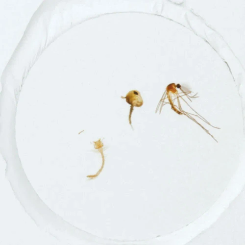 Mosquito Life Cycle, w.m. Microscope Slide