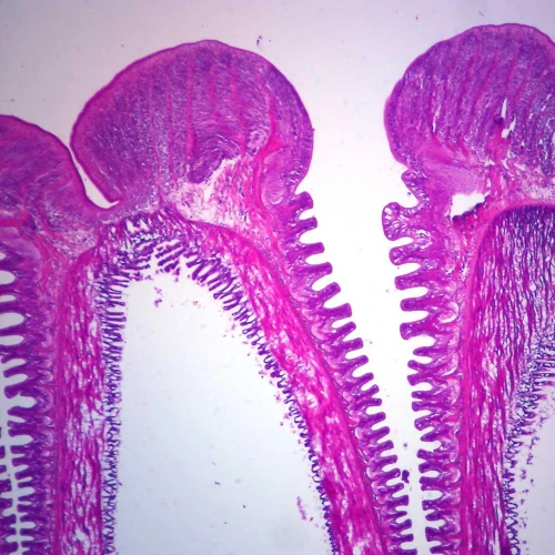 Starfish Tube Feet, c.s. 7 µm H&E Microscope Slide