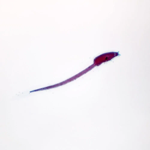Ascidian Swimming Tadpole, w.m. Microscope Slide
