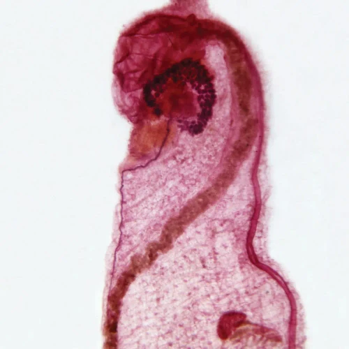 Ecteinascidia, w.m. Microscope Slide