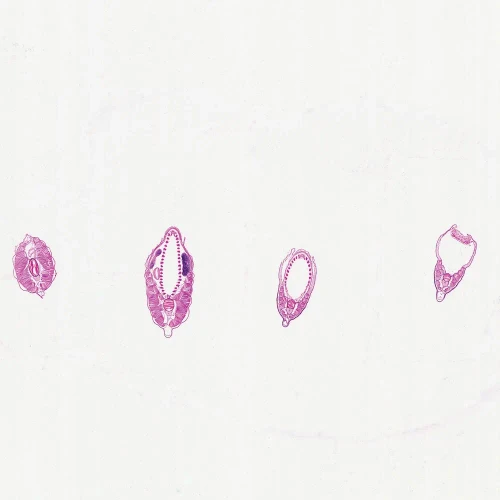 Amphioxus Composite, c.s. 7 µm, H&E Microscope Slide