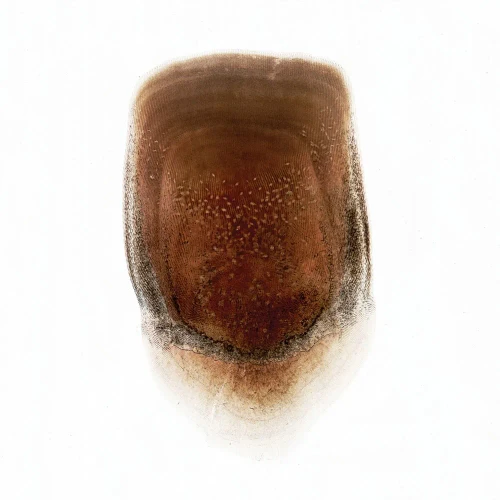Scale, Cycloid, w.m., Microscope Slide