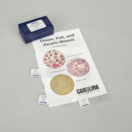 Ascaris, Fish, and Onion Mitosis Microscope Slide and Study Guide Set
