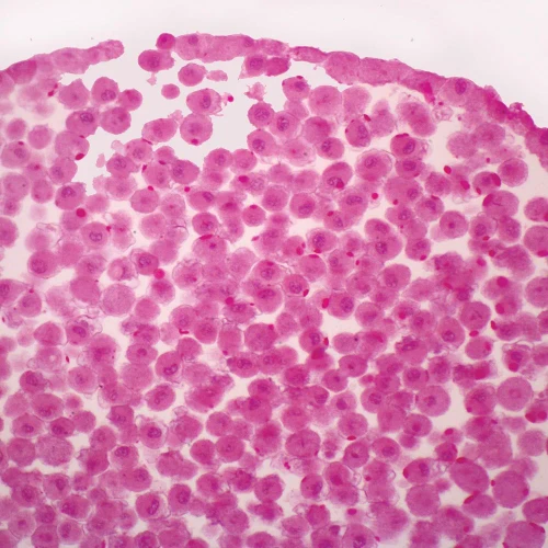 Fish Blastodisc, sec. 7 µm H&E Microscope Slide