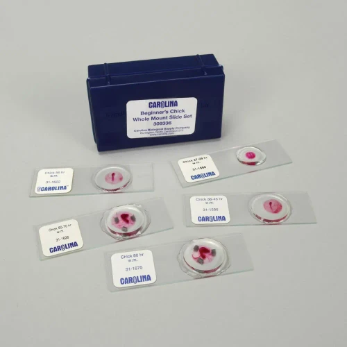 Beginner's Chick Whole Mount Microscope Slide Set