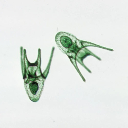 Sea Urchin Plutei Larvae, w.m. Microscope Slide