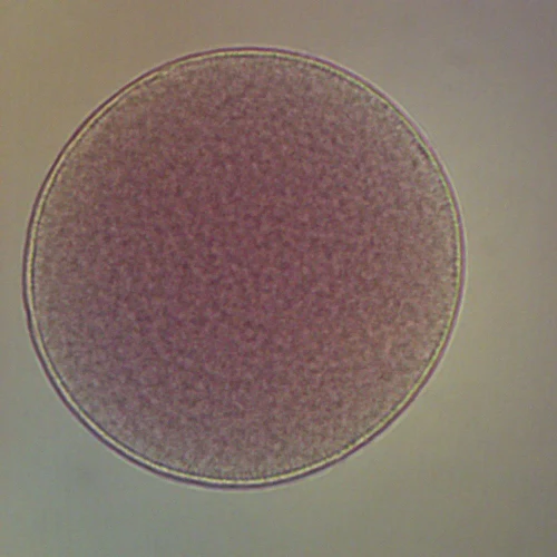 Starfish Unfertilized, w.m Microscope Slide