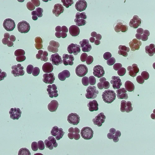 Starfish Development Slide, w.m. Microscope Slide