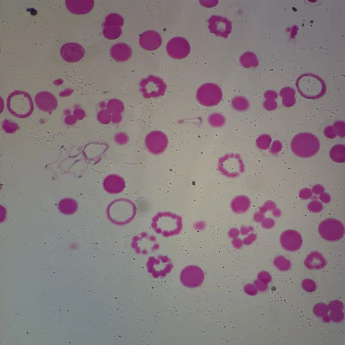 Starfish Development, sec. 7 µm H&E Microscope Slide