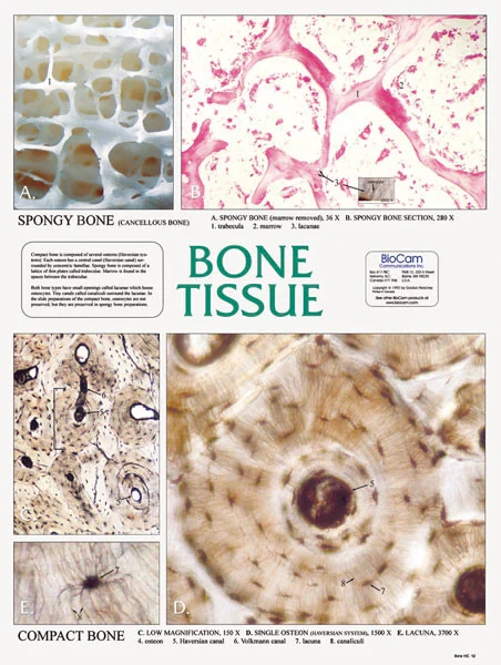 Bone Tissue, Chart