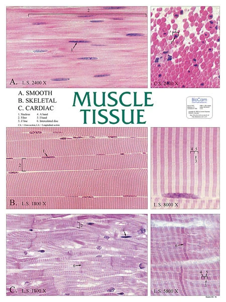 Muscle Tissue, Chart