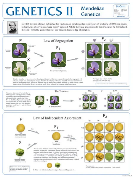 Genetic II, Chart