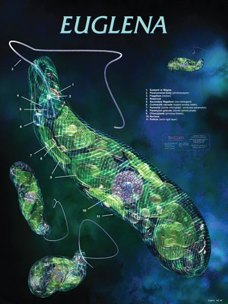 Euglena, Chart