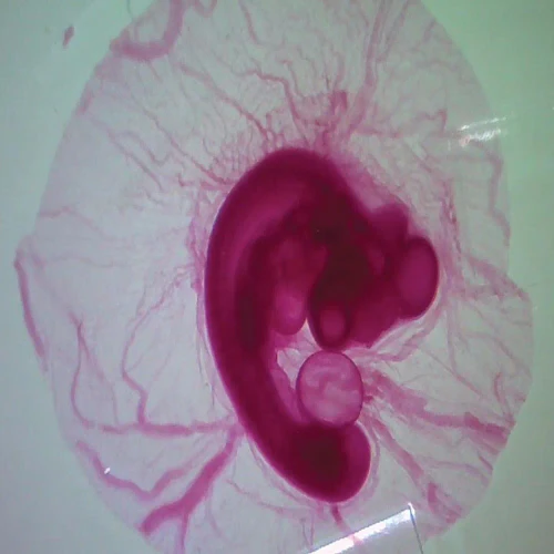 Chick 80 hr, w.m. Microscope Slide
