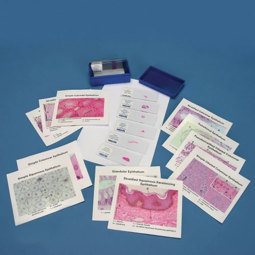 Discovering Epithelial Tissues Self-Study Unit, Microscope Slide Set