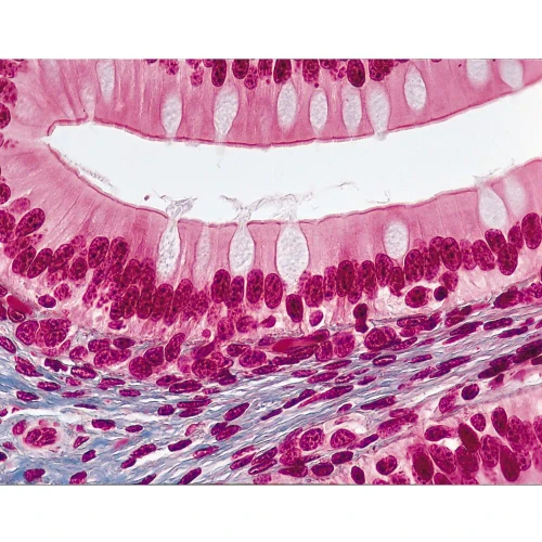 Amphibian Simple Columnar Epithelium, sec. 7 µm, Mallory's Stain Microscope Slide