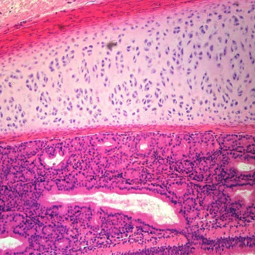 Mammal Pseudostratified Ciliated Columnar Epithelium Slide, 7 µm, H&E