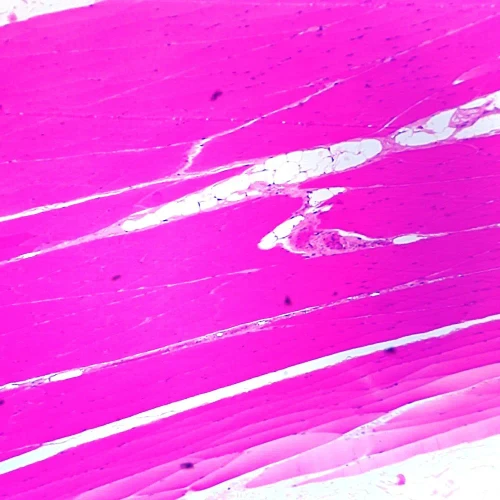 Skeletal Muscle Slide, l.s., thin sec., H&E