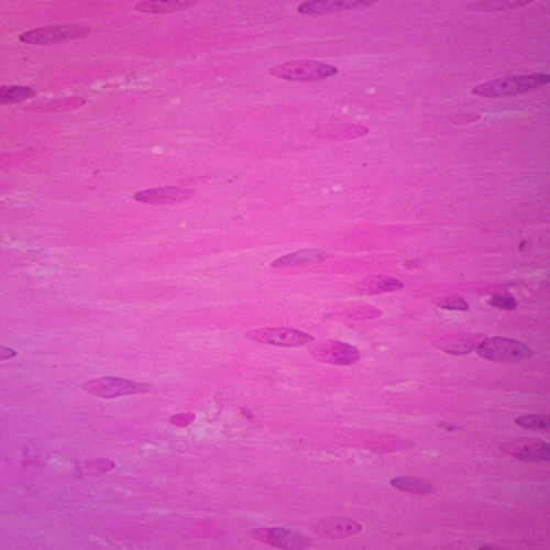 Human Smooth Muscle, sec. Thin Microscope Slide