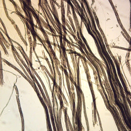 Mammal Nerve Fibers, teased Microscope Slide