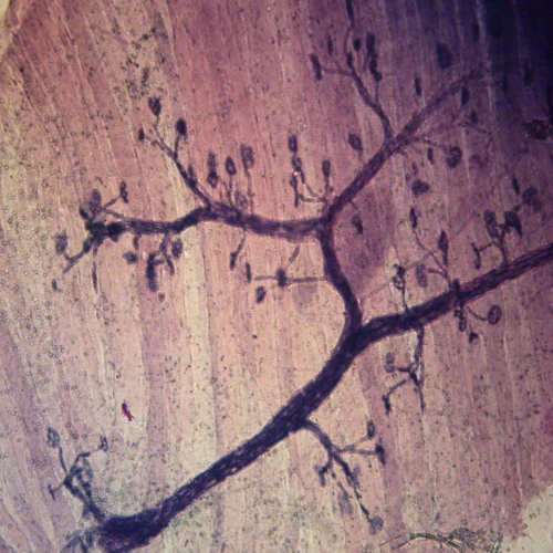 Mammal Motor Nerve Endings and Plates, teased Microscope Slide