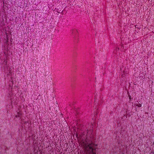 Mammal Vater-Pacini Corpuscle, w.m., Microscope Slide