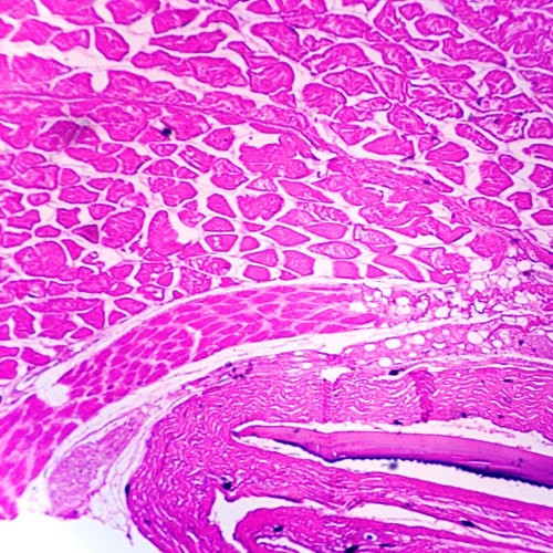Skin, Fish, Sec. Microscope Slide