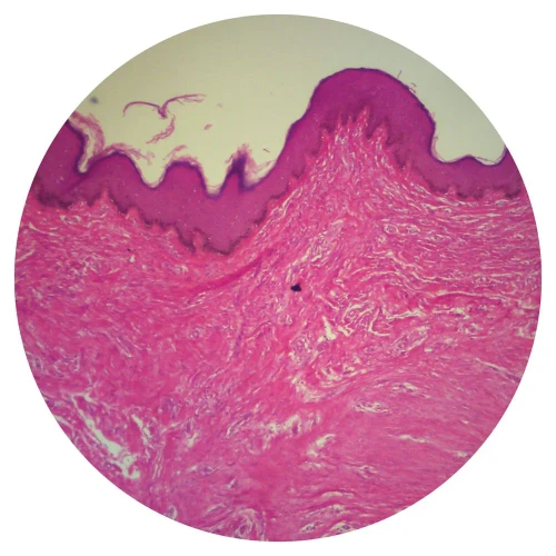 Human Heavily Pigmented Skin sec. 7 µm H&E stain Microscope Slide