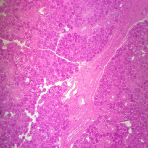 Mammal Submandibular Gland, sec. 7 µm, H&E Microscope Slide