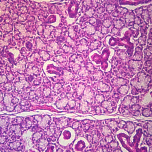 Mammal Sublingual Gland, sec. 7 µm, H&E Microscope Slide