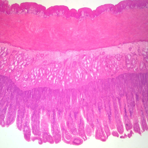 Mammal Small Intestine, c.s. 7 µm, H&E Microscope Slide