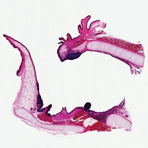 Mammal Larynx Slide, 7 µm, H&E