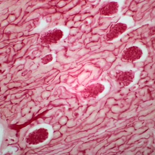 Mammal Kidney, sec. 7 µm H&E Microscope Slide