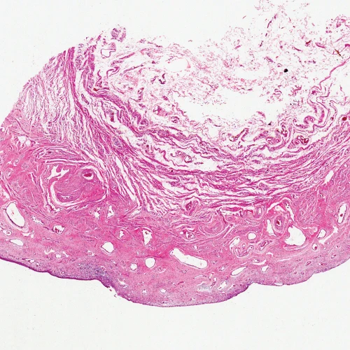 Female Mammal Urethra Slide, c.s., H&E