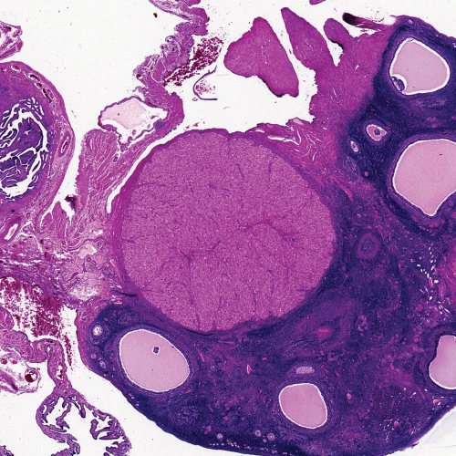 Mammal Corpus Luteum, sec. 7 µm H&E Microscope Slide