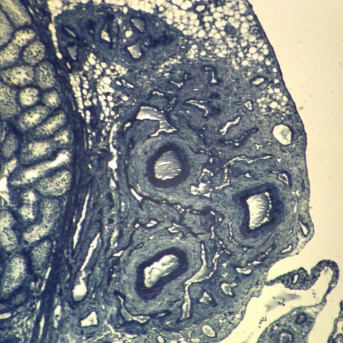 Mammal Testis, sec. 7 µm, H Microscope Slide