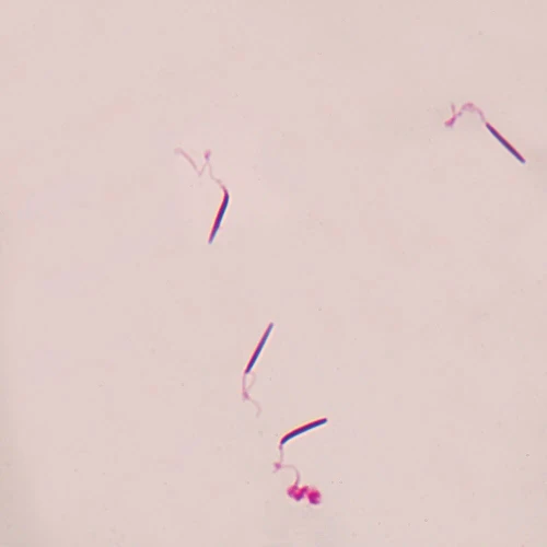 Frog Sperm, smear Microscope Slide