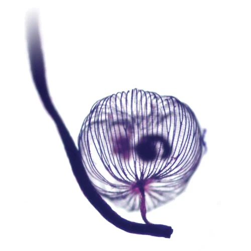 Dictydium, w.m., Microscope Slide