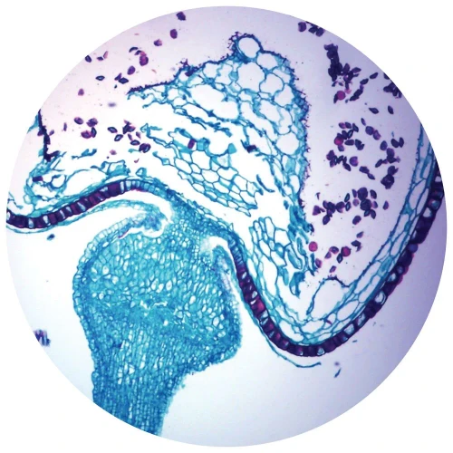 Sphagnum Sporophyte, L.S., Microscope Slide